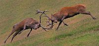 424 - OP LEVEN EN DOOD - DE FRAINE JOZEF - belgium <div